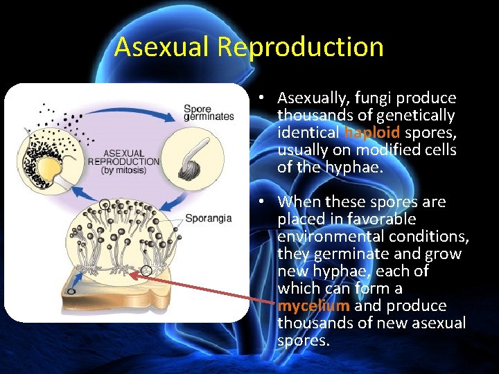 Asexual Reproduction • Asexually, fungi produce thousands of genetically identical haploid spores, usually on