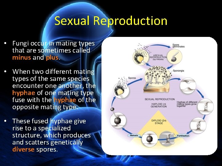 Sexual Reproduction • Fungi occur in mating types that are sometimes called minus and