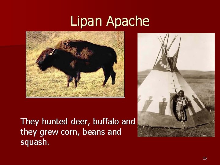 Lipan Apache They hunted deer, buffalo and they grew corn, beans and squash. 16