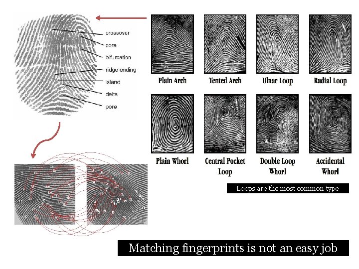 Loops are the most common type Matching fingerprints is not an easy job 