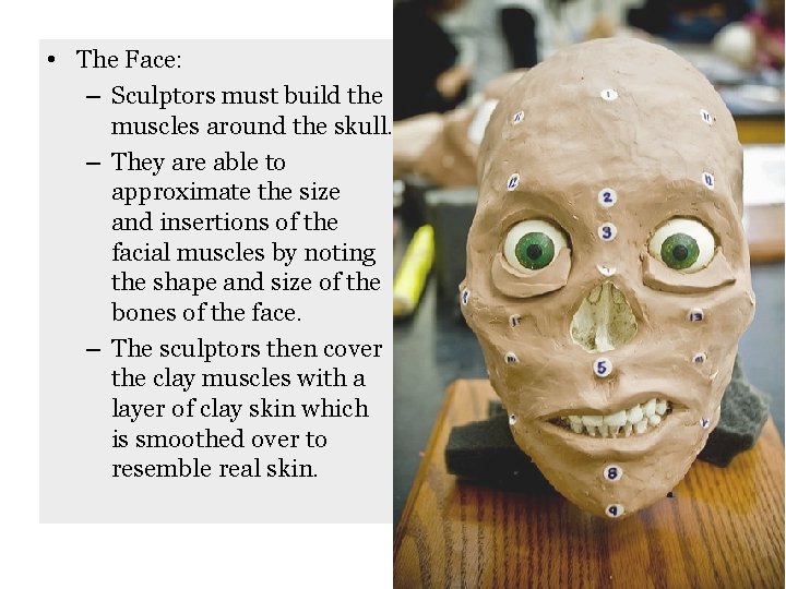  • The Face: – Sculptors must build the muscles around the skull. –