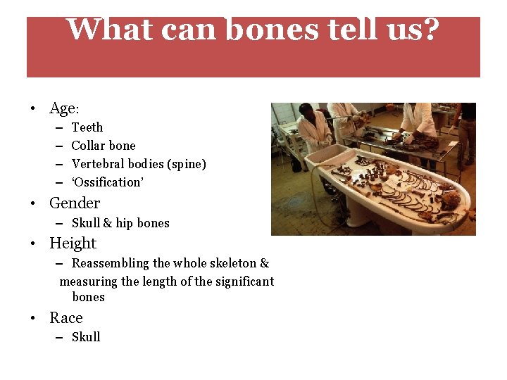 What can bones tell us? • Age: – – Teeth Collar bone Vertebral bodies