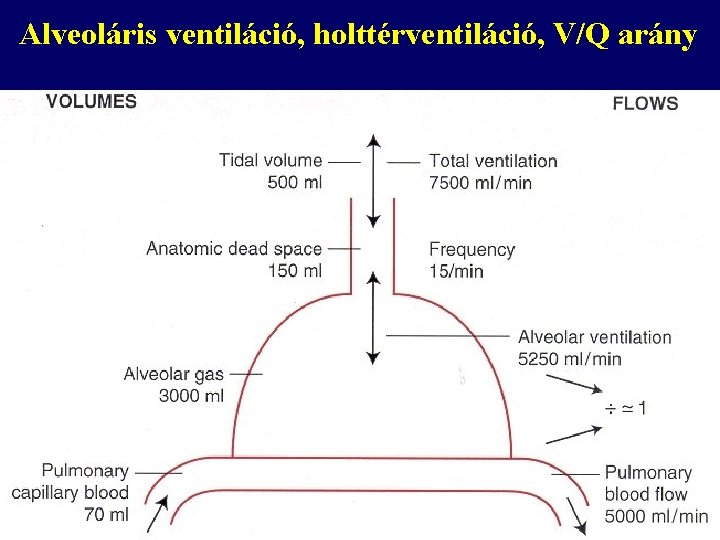 Alveoláris ventiláció, holttérventiláció, V/Q arány 