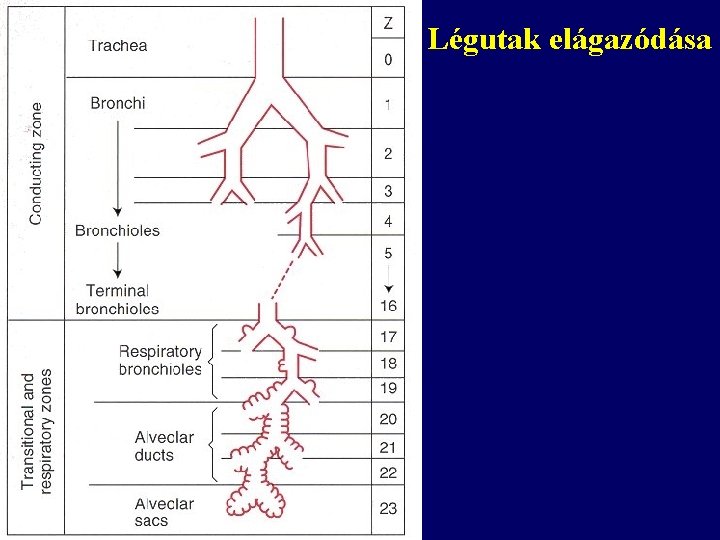 Légutak elágazódása 