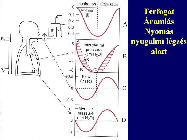 Térfogat Áramlás Nyomás nyugalmi légzés alatt 