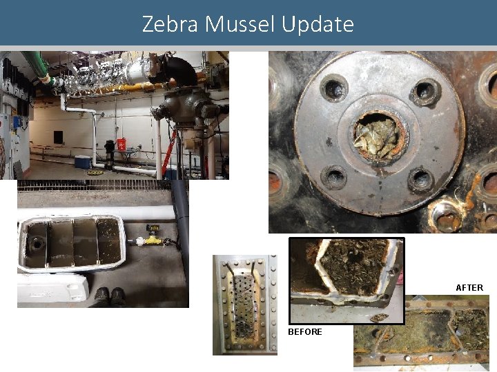 Zebra Mussel Update AFTER BEFORE 