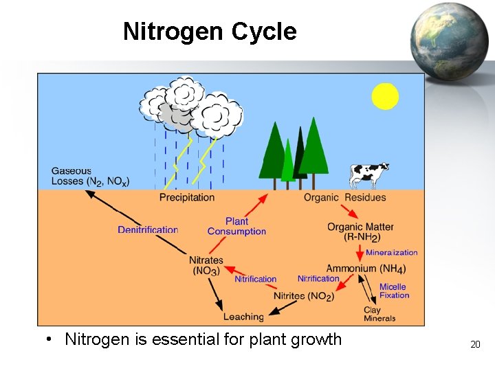 Nitrogen Cycle • Nitrogen is essential for plant growth 20 