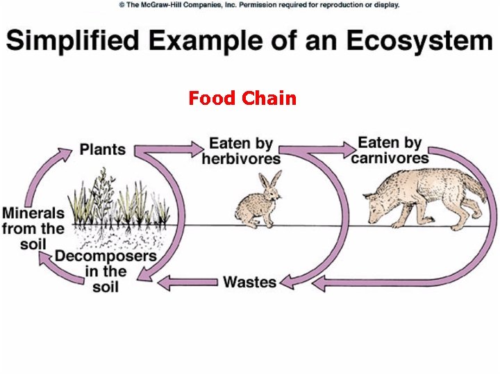 Food Chain 23 