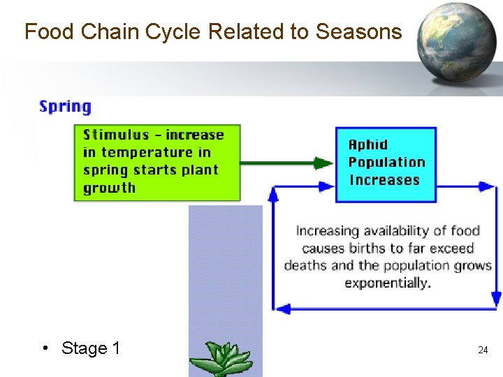 Food Chain Cycle Related to Seasons • Stage 1 24 