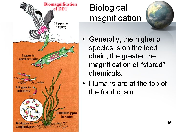 Biological magnification • Generally, the higher a species is on the food chain, the