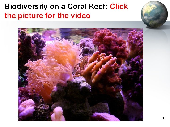 Biodiversity on a Coral Reef: Click the picture for the video 58 
