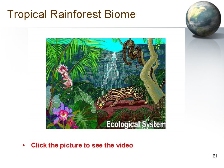 Tropical Rainforest Biome • Click the picture to see the video 61 