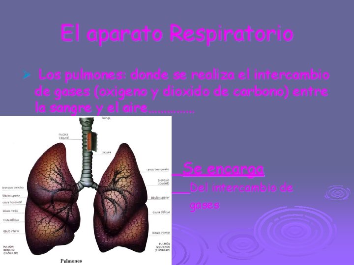 El aparato Respiratorio Ø Los pulmones: donde se realiza el intercambio de gases (oxigeno