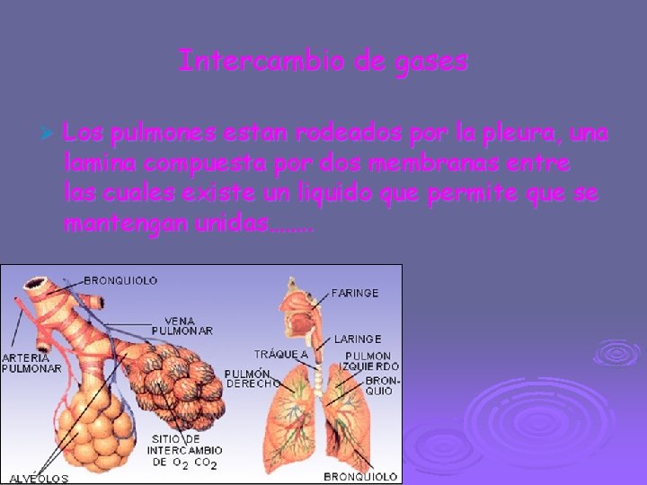 Intercambio de gases Ø Los pulmones estan rodeados por la pleura, una lamina compuesta