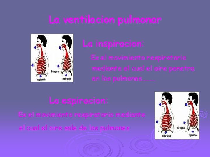 La ventilacion pulmonar La inspiracion: Es el movimiento respiratorio mediante el cual el aire