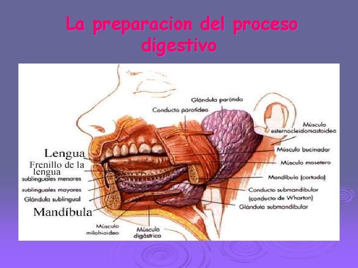 La preparacion del proceso digestivo 