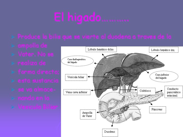 El higado………. . Ø Ø Ø Ø Ø Produce la bilis que se vierte