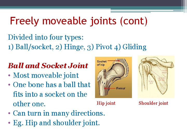Freely moveable joints (cont) Divided into four types: 1) Ball/socket, 2) Hinge, 3) Pivot