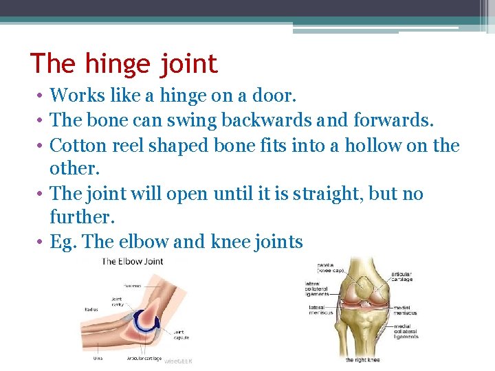 The hinge joint • Works like a hinge on a door. • The bone