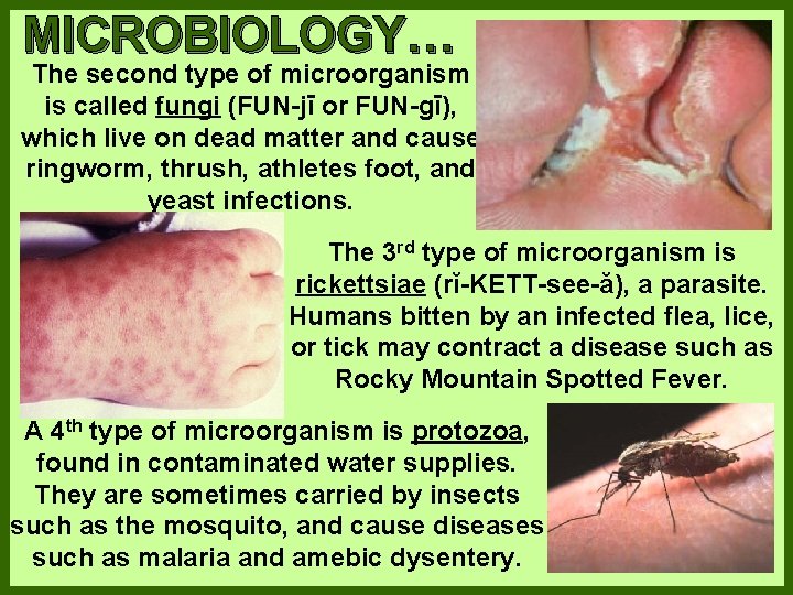 MICROBIOLOGY… The second type of microorganism is called fungi (FUN-jī or FUN-gī), which live