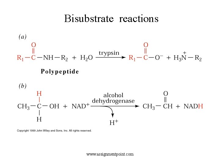 Bisubstrate reactions www. assignmentpoint. com 