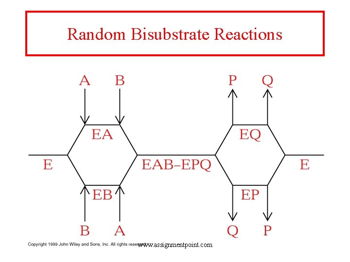 Random Bisubstrate Reactions www. assignmentpoint. com 