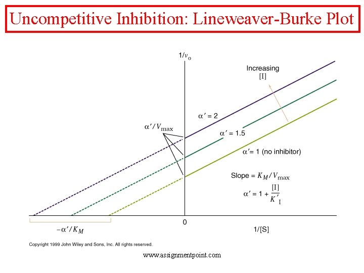 Uncompetitive Inhibition: Lineweaver-Burke Plot www. assignmentpoint. com 