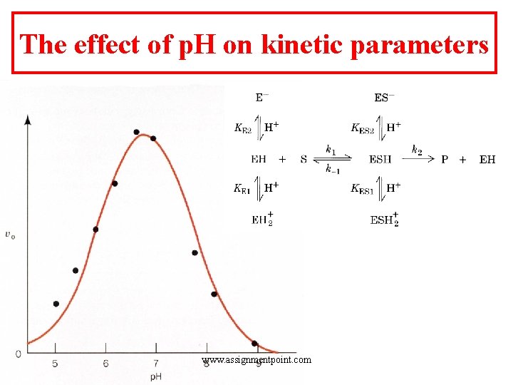 The effect of p. H on kinetic parameters www. assignmentpoint. com 