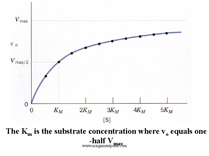 The Km is the substrate concentration where vo equals one -half Vmax www. assignmentpoint.