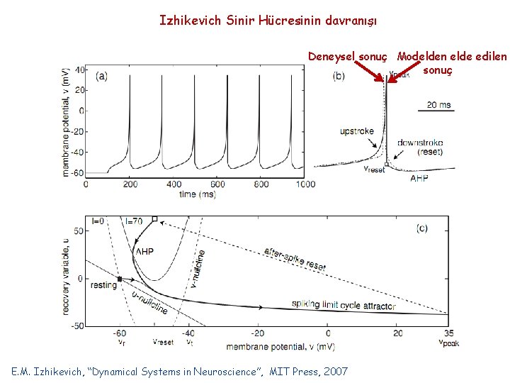 Izhikevich Sinir Hücresinin davranışı Deneysel sonuç Modelden elde edilen sonuç E. M. Izhikevich, “Dynamical