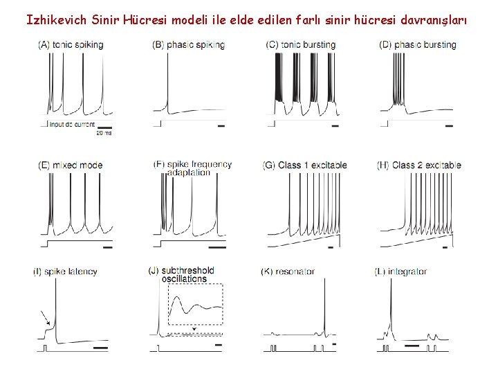 Izhikevich Sinir Hücresi modeli ile elde edilen farlı sinir hücresi davranışları 