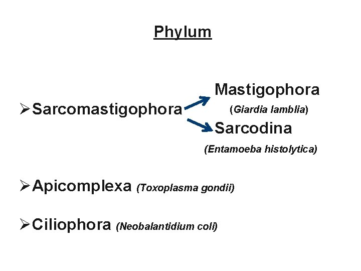 Phylum Mastigophora ØSarcomastigophora (Giardia lamblia) Sarcodina (Entamoeba histolytica) ØApicomplexa (Toxoplasma gondii) ØCiliophora (Neobalantidium coli)