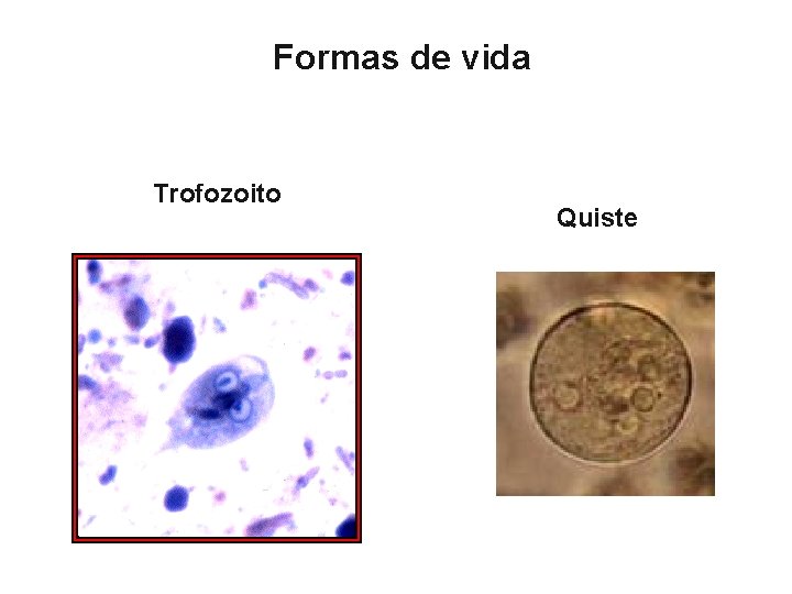 Formas de vida Trofozoito Quiste 