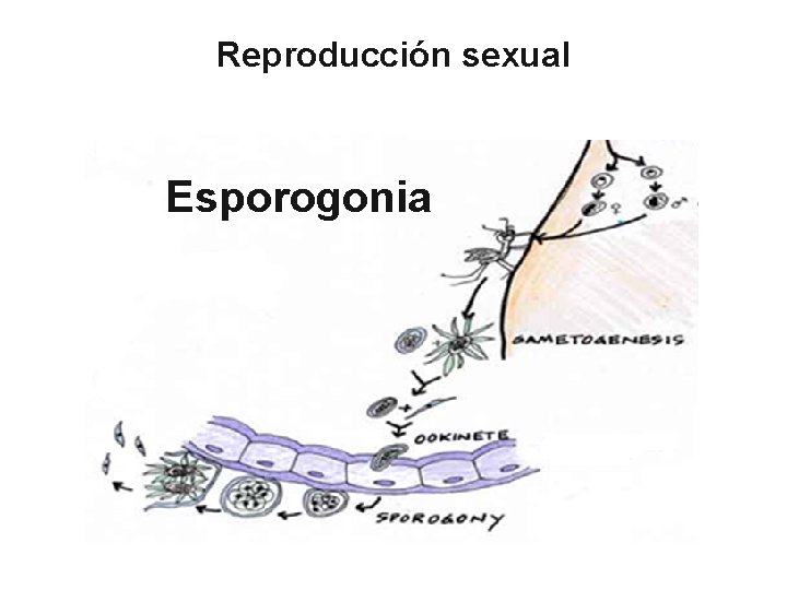 Reproducción sexual Esporogonia 