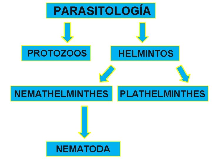 PARASITOLOGÍA PROTOZOOS NEMATHELMINTHES NEMATODA HELMINTOS PLATHELMINTHES 