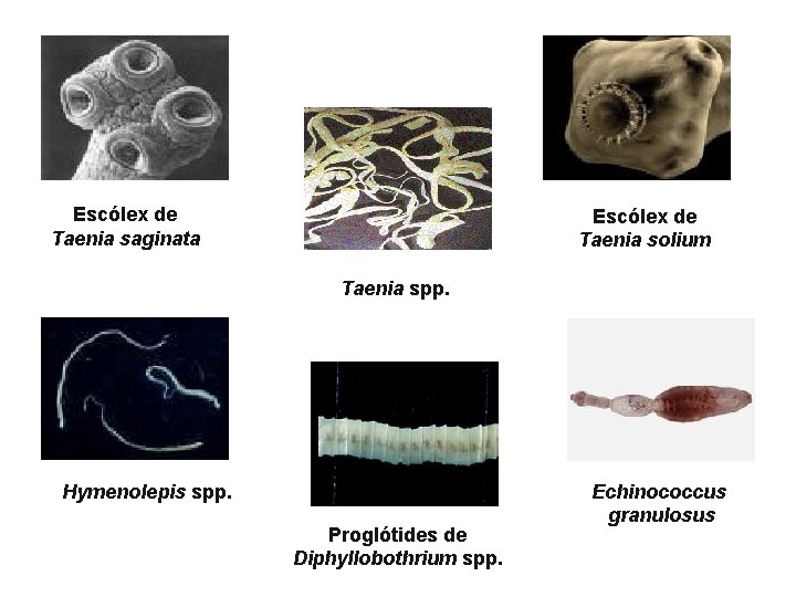 Escólex de Taenia saginata Escólex de Taenia solium Taenia spp. Hymenolepis spp. Proglótides de