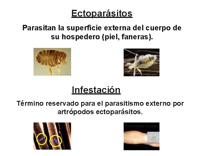 Ectoparásitos Parasitan la superficie externa del cuerpo de su hospedero (piel, faneras). Infestación Término