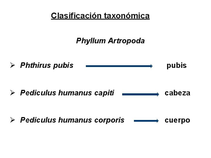 Clasificación taxonómica Phyllum Artropoda Ø Phthirus pubis Ø Pediculus humanus capiti cabeza Ø Pediculus