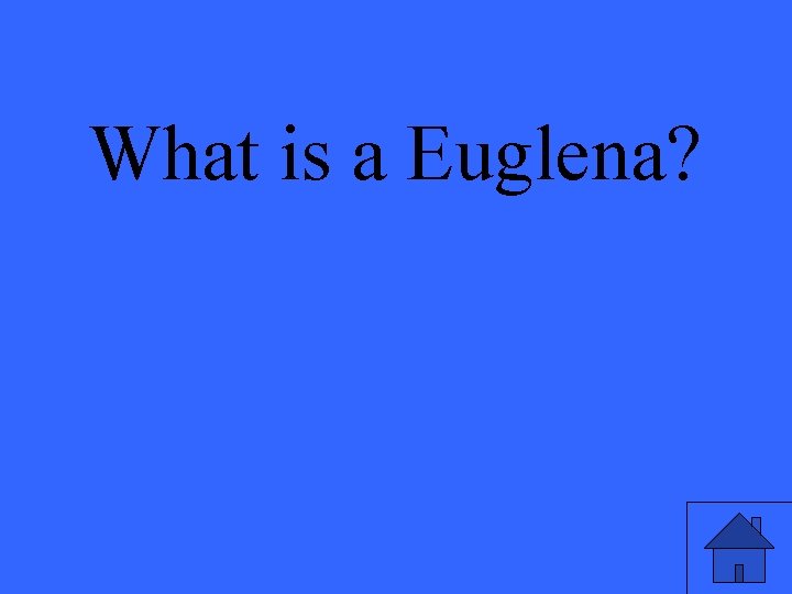 What is a Euglena? 