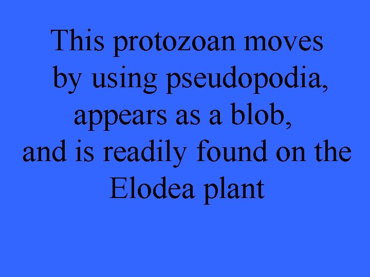 This protozoan moves by using pseudopodia, appears as a blob, and is readily found