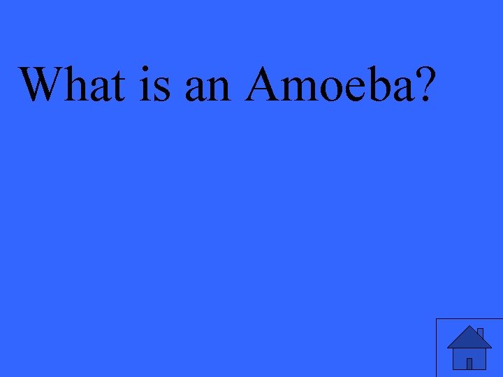What is an Amoeba? 