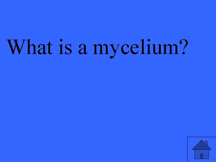 What is a mycelium? 
