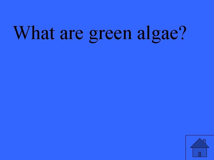 What are green algae? 