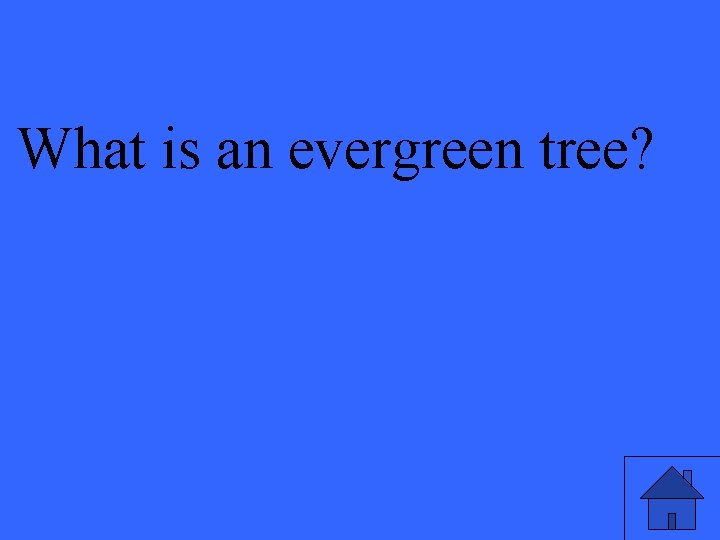 What is an evergreen tree? 