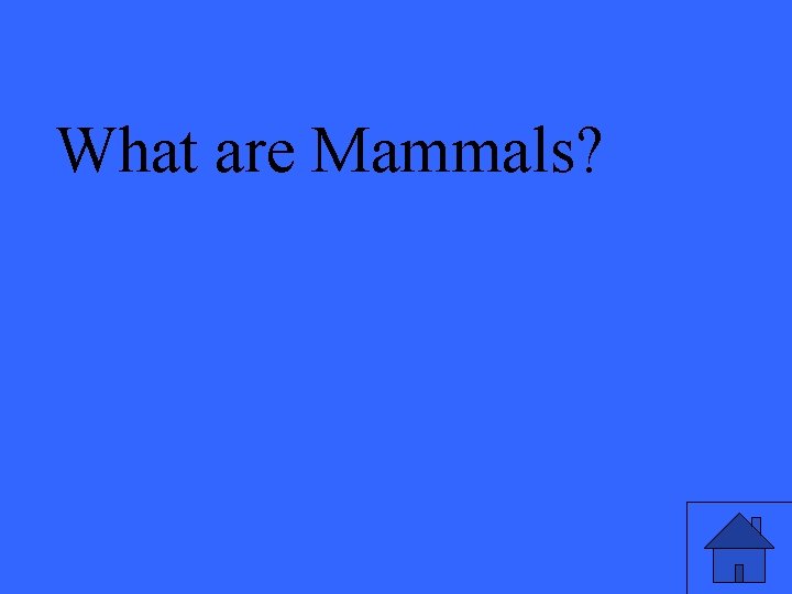 What are Mammals? 