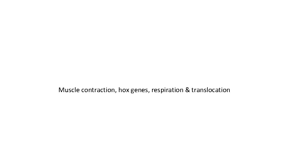 Muscle contraction, hox genes, respiration & translocation Muscle contraction, hox genes, respiration & translocation