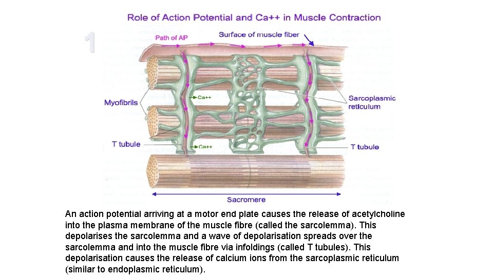 1 An action potential arriving at a motor end plate causes the release of 1 An action potential arriving at a motor end plate causes the release of