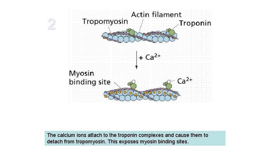 2 The calcium ions attach to the troponin complexes and cause them to detach 2 The calcium ions attach to the troponin complexes and cause them to detach