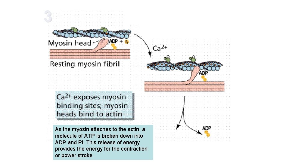 3 As the myosin attaches to the actin, a molecule of ATP is broken 3 As the myosin attaches to the actin, a molecule of ATP is broken