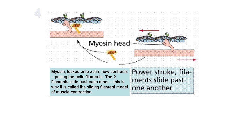 4 Myosin, locked onto actin, now contracts – pulling the actin filaments. The 2 4 Myosin, locked onto actin, now contracts – pulling the actin filaments. The 2